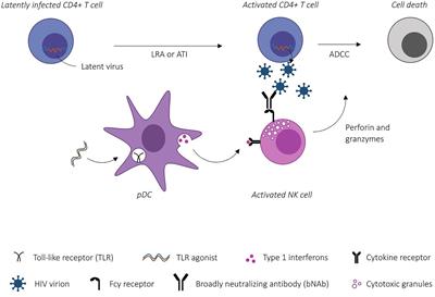 TLR-Agonist Mediated Enhancement of Antibody-Dependent Effector Functions as Strategy For an HIV-1 Cure